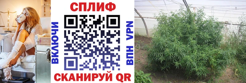 наркота  Феодосия  Каннабис Amnesia 